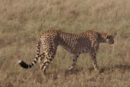 Leoparde streift durch den nationalpark
