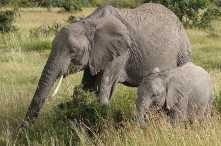 Elefantenmutter mit ihrem baby