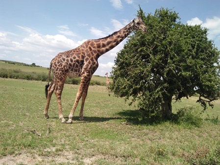 Giraffe beim essen in tsavo east