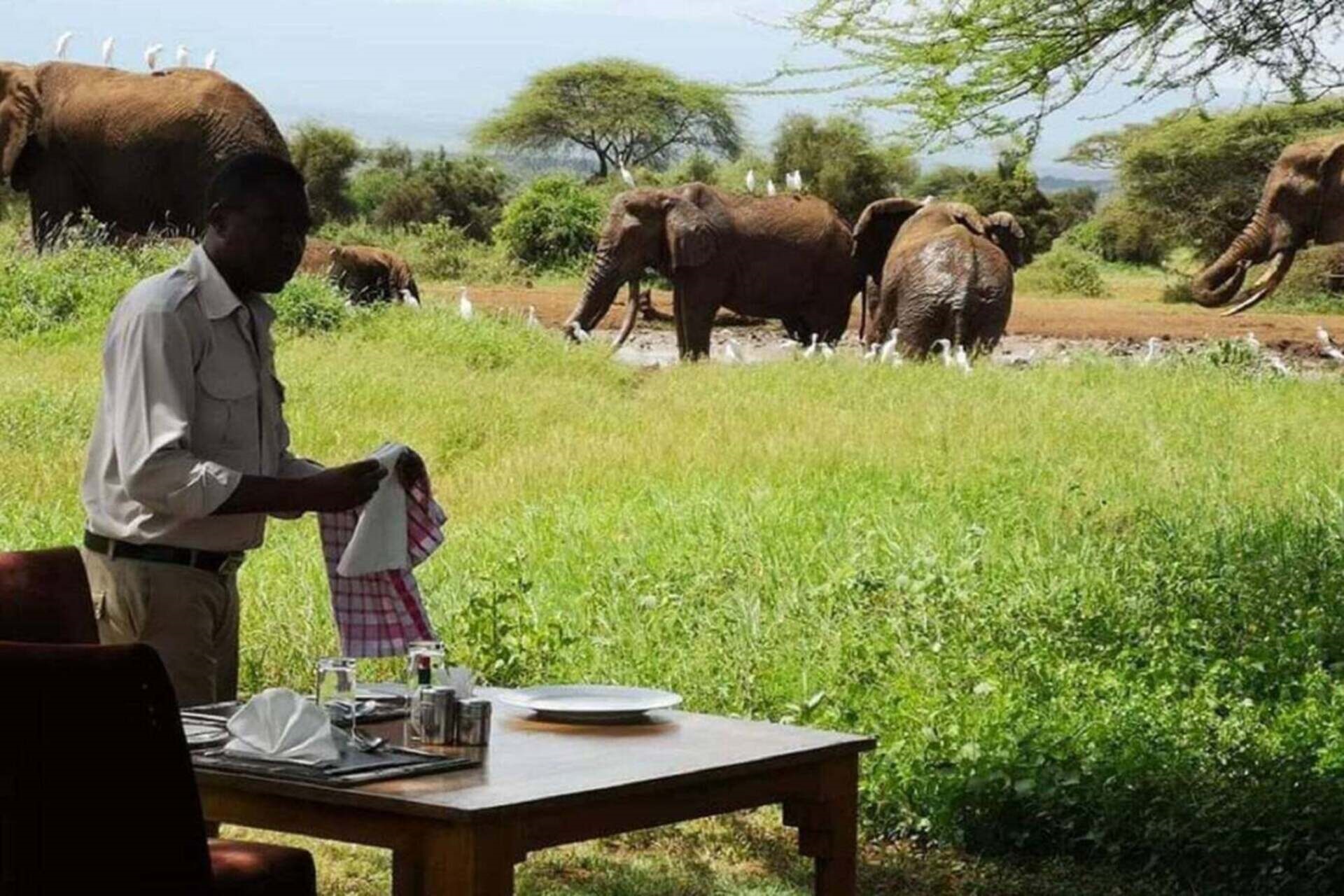 lunch direkt am wasserloch bei badenden elefanten