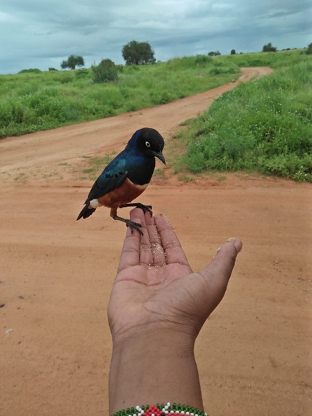 kleiner vogel sitzt auf der hand von einem Safari guide
