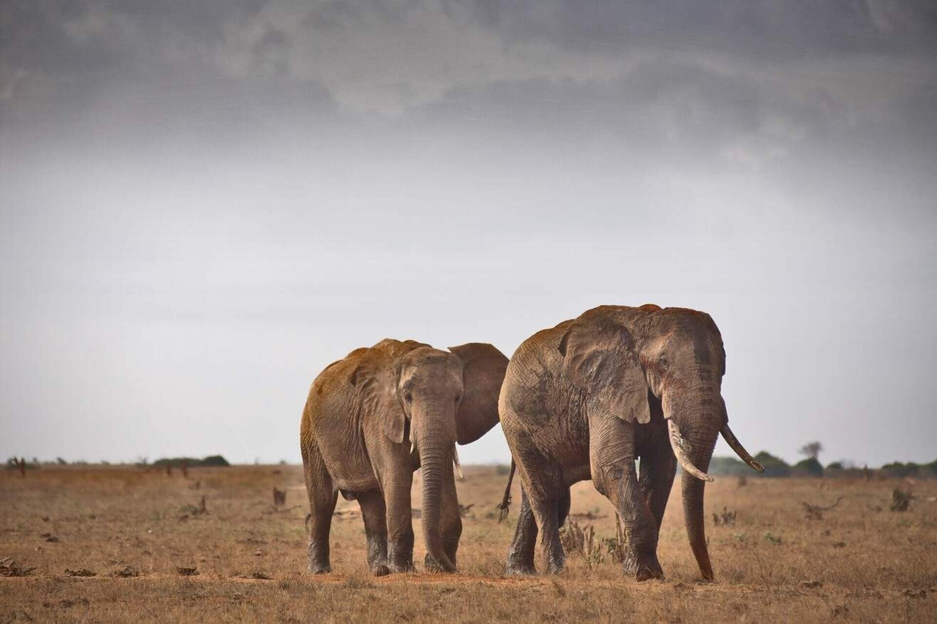 zwei elefanten streifen durch den tsavo east park