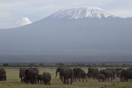 sehr grosse elefantenherde ca 60 elefanten im amboseli nationalpark