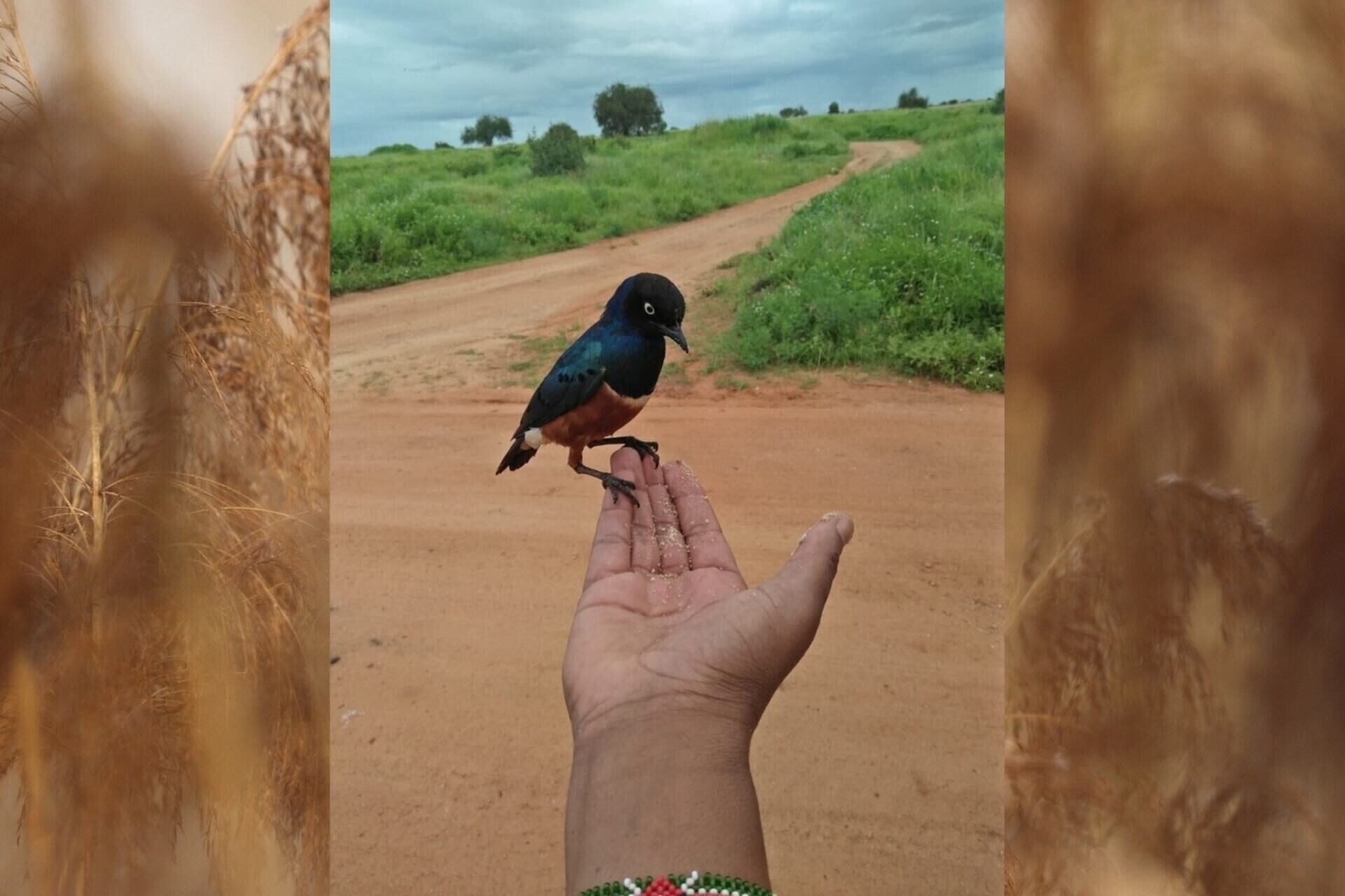 kleiner vogel auf der hand von abdul safaris guide