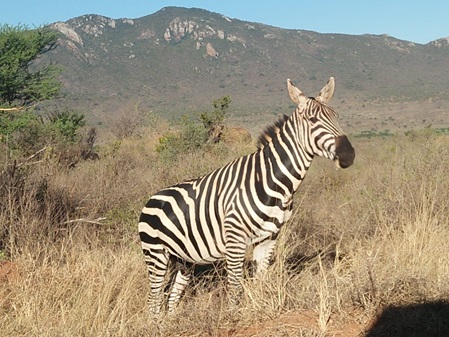 stolzes zebra schaut sich um
