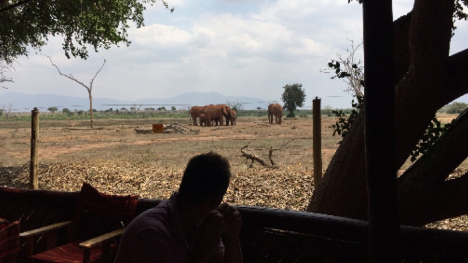 ein mann schaut aus dem restaurant des sentrim sich zwei elefanten an