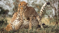 A+A Safaris Leoparden beim spielen