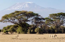 zwei loewen streifen durch den amboselipark im hintergrund der kilimanjaro