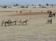 zebra herde im tsavo east park und zwei elefanten
