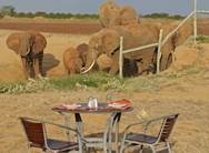 breakfast am wasserloch mit elefanten