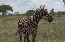 zebra schaut nach links