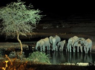 elefantenheerde nachts am wasserloch