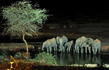 elefantenheerde nachts am wasserloch