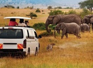 safari fahrt im bus bus wartet weil eine elefantenheerde den weg kreuzt